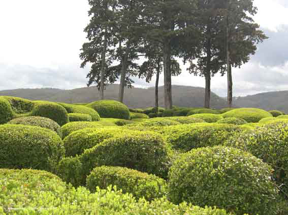 Les jardins de Marqueyssac